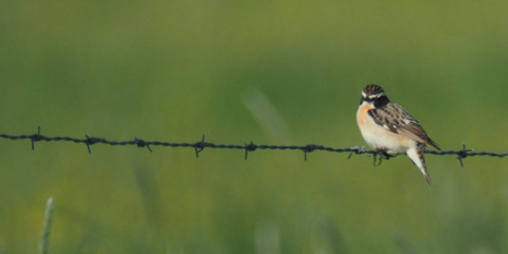 Braunkehlchen braucht Hilfe