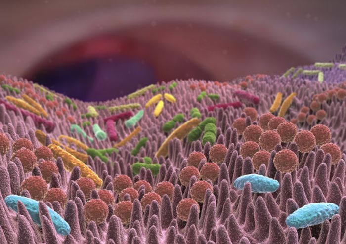 Kurzkettige Fettsäuren: Unverzichtbar für Gesundheit und Wohlbefinden