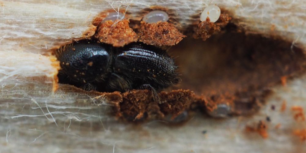 Kreisforstamt informiert zur Aufarbeitung von Käferholz