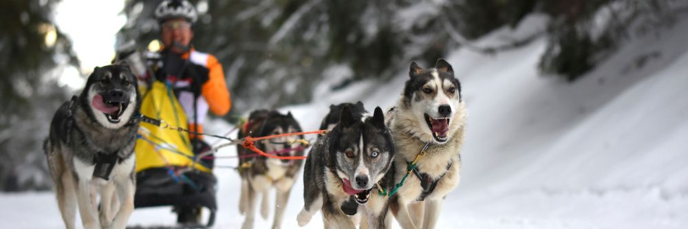 1. Waldhaus-Cup: Nationales Schlittenhunderennen in Todtmoos