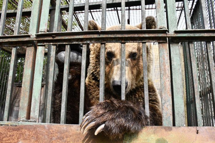 Endlich Rettung für Rocco!
