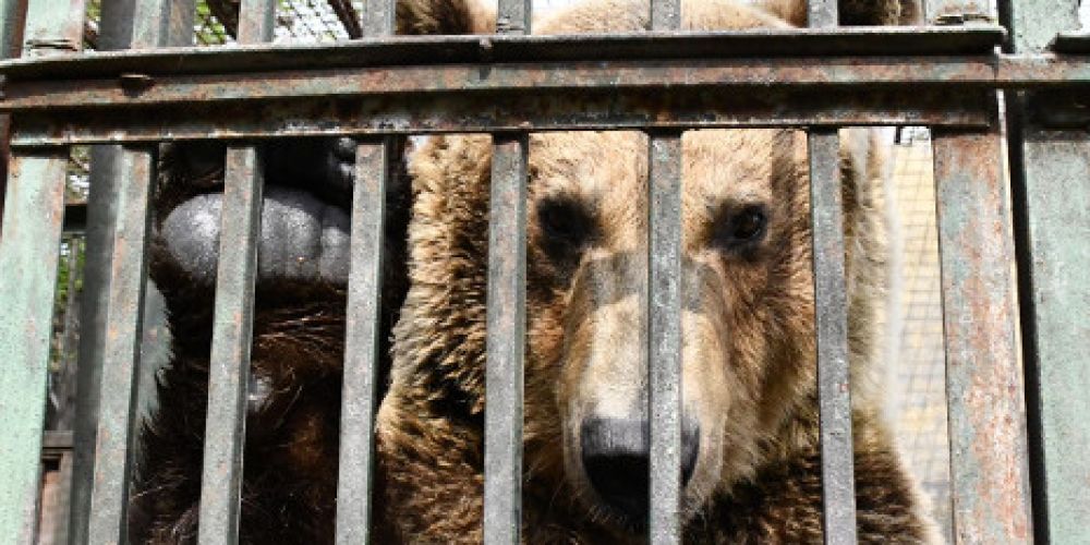 Endlich Rettung für Rocco!