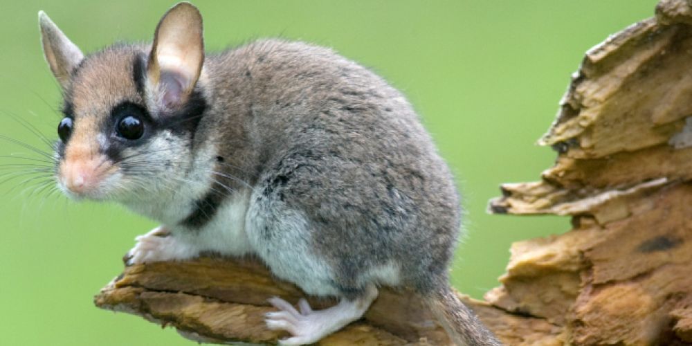 Mit Zorro-Maske durchs Blumenbeet: Der Gartenschläfer ist Gartentier des Jahres 2025