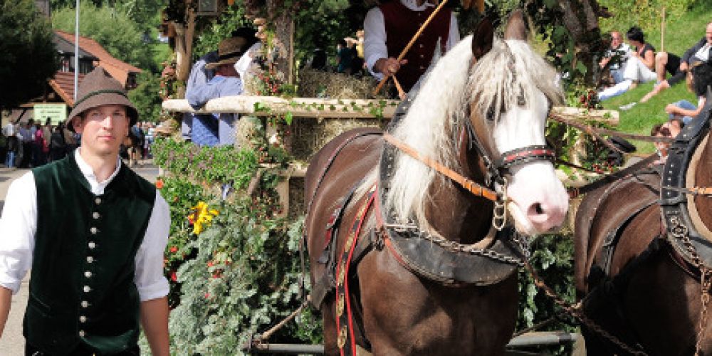 St. Märgen feiert das Schwarzwälder Kaltblut