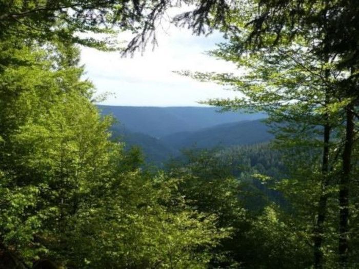 Holznutzung im Südwesten: Noch nicht ausgereizt