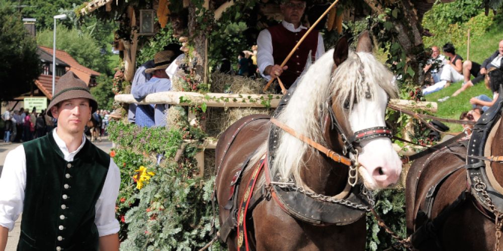 31. Roßfest: St. Märgen feiert das Schwarzwälder Kaltblut
