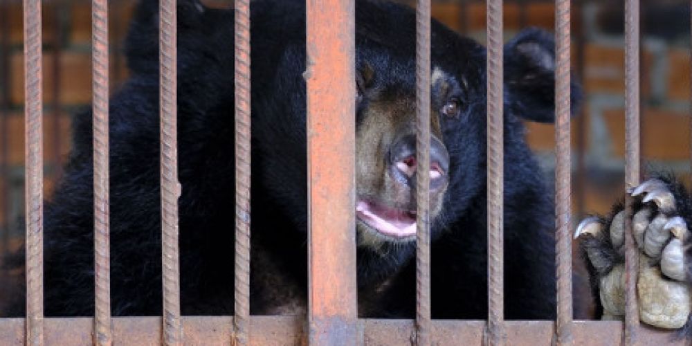 Größte VIER PFOTEN Mission in Vietnam