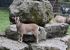 Wildgehege Waldshut