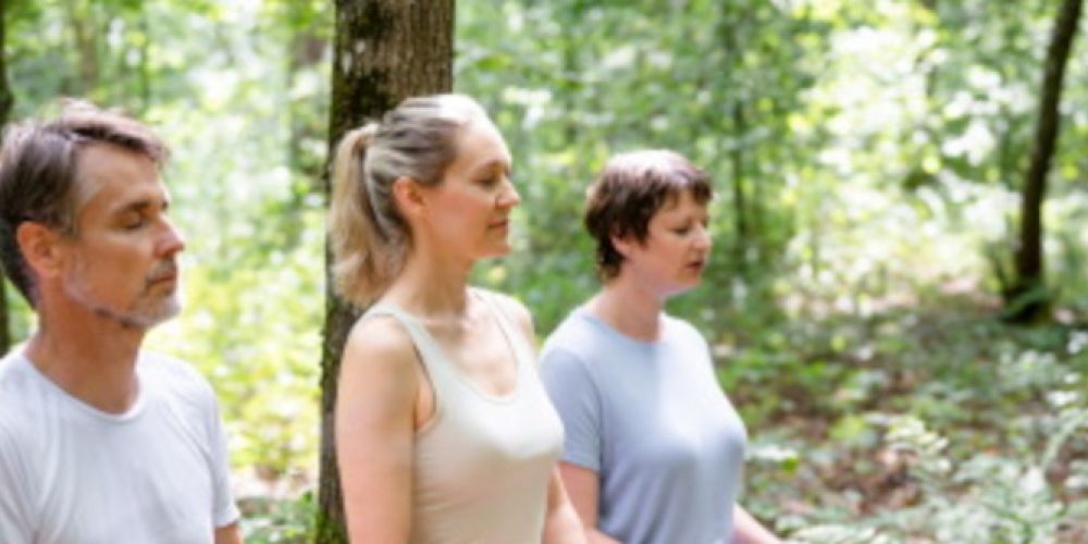 Der "Gesundheitsspender" Wald im Fokus