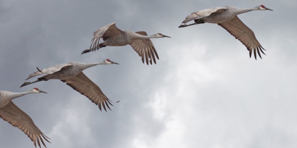 „Vögel des Glücks“ überqueren Deutschland