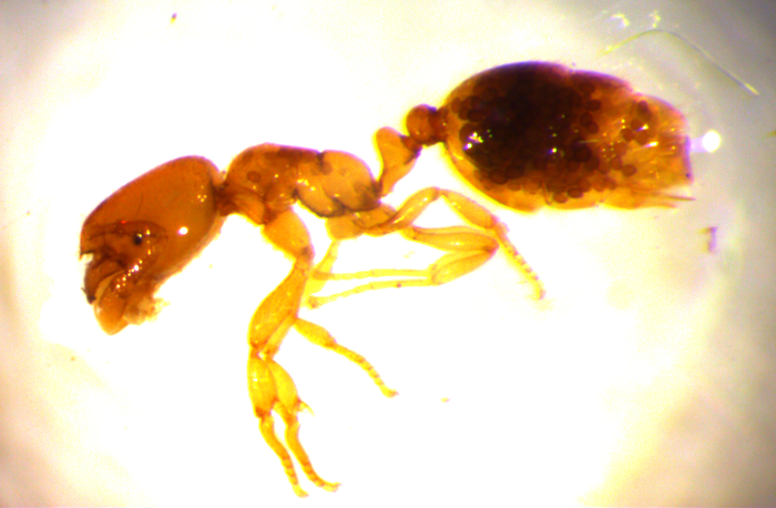 Rätselhafte Krankheit bei Ameisen in der Nordwestschweiz