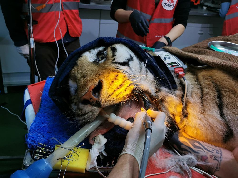 Tapferer Tiger: Wurzelbehandlung für Ex-Zirkustiger Sahib