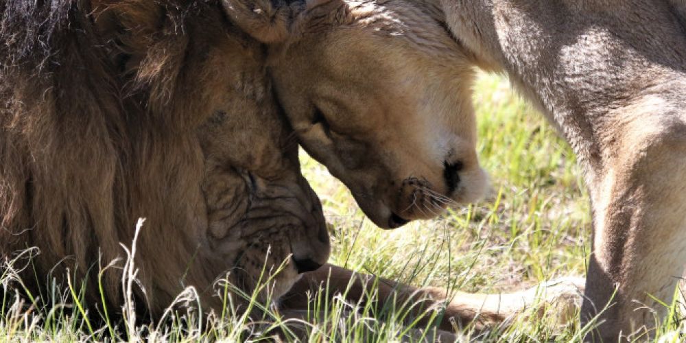 VIER PFOTEN eröffnet Pop-Up-Gallery im Palais Vest in Recklinghausen